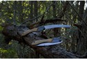 Scie Bushcraft Silky Gomboy Curve Outback Edition